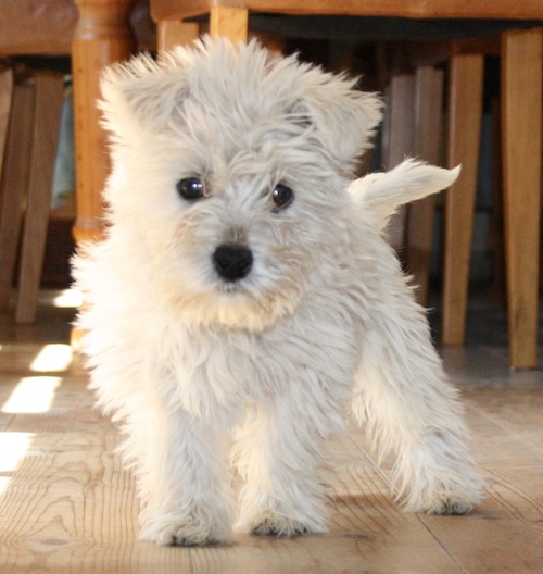 Mille